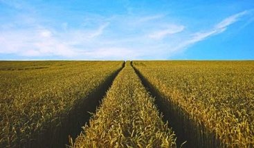 A grain field under a blue sky, with tracks running toward the horizon